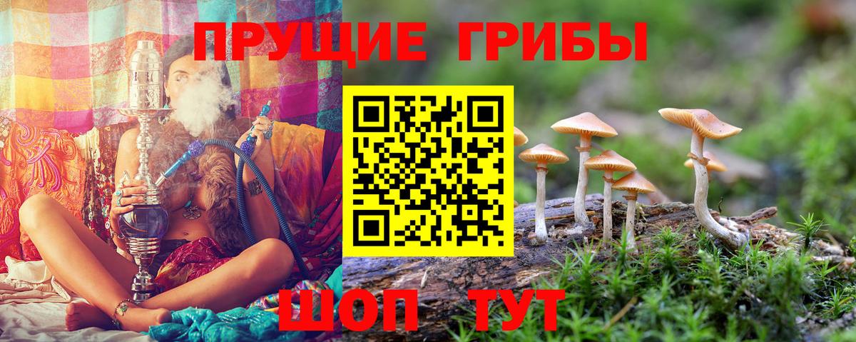 Нижнекамск  Псилоцибиновые грибы Psilocybine cubensis  Вход с VPN 